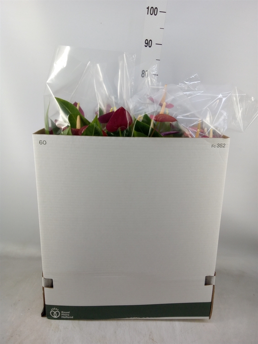 <h4>Anthurium andr. 'Violet Heart'</h4>