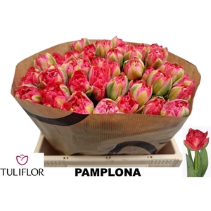 TU DU PAMPLONA