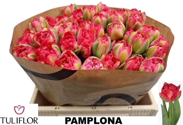 <h4>TU DU PAMPLONA</h4>