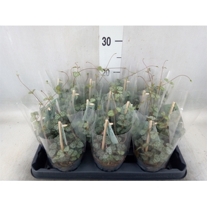 Ceropegia woodii ssp. woodii