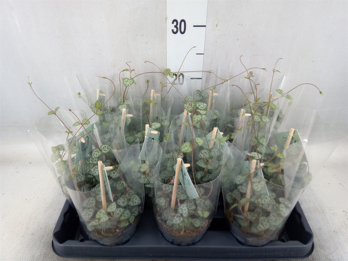 <h4>Ceropegia woodii ssp. woodii</h4>