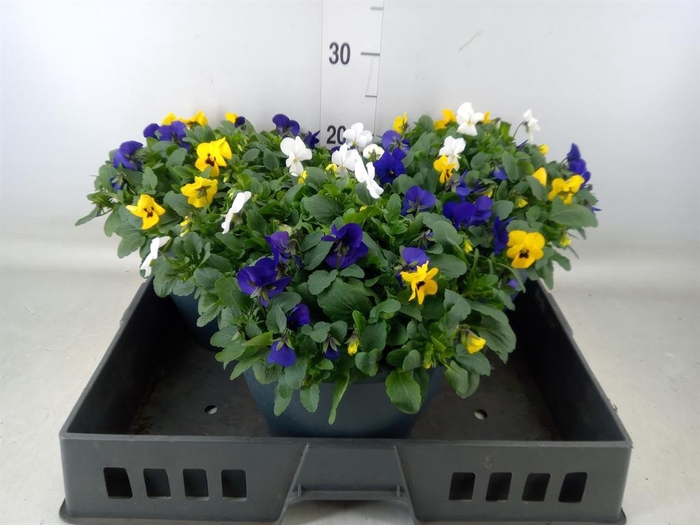 <h4>Viola corn. 'Endurio'   ...mix</h4>