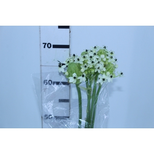 ORNIT. SAUNDERSIAE 060 CM