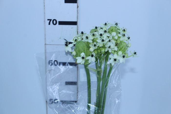 ORNIT. SAUNDERSIAE 060 CM