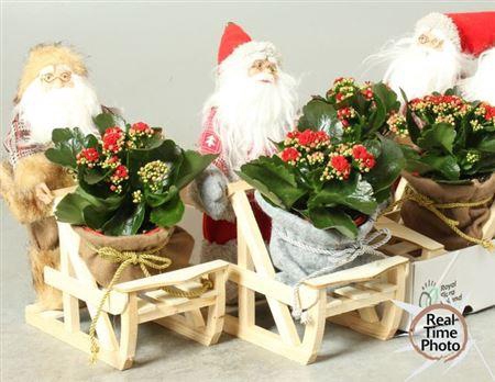 <h4>Arr Kamerplanten H%</h4>