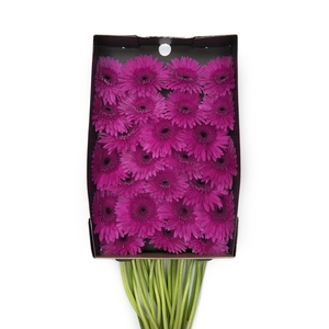 Gerbera Bon Dia Doos