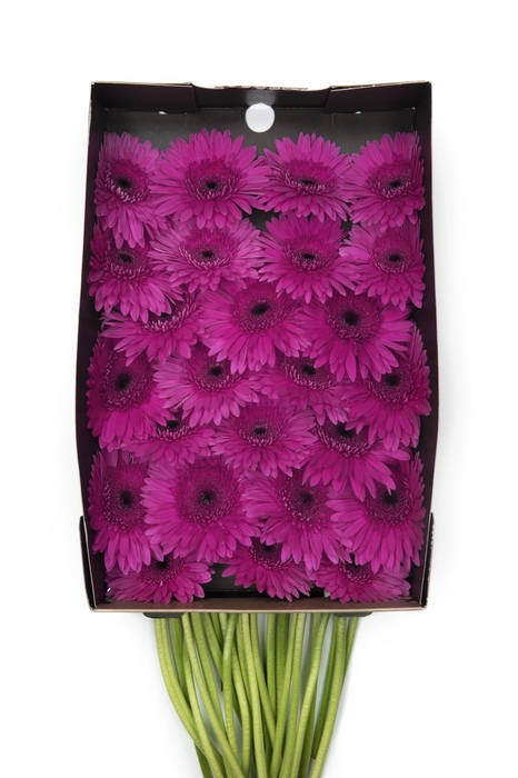 <h4>Gerbera Bon Dia Doos</h4>