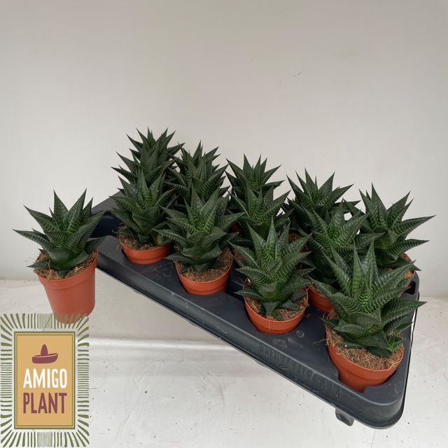 <h4>HAWO LIMIFOLIA</h4>