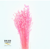 Dried Bleached Briza Pink