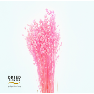 Dried Bleached Briza Pink