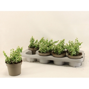 Ficus pumila Belle Sunny