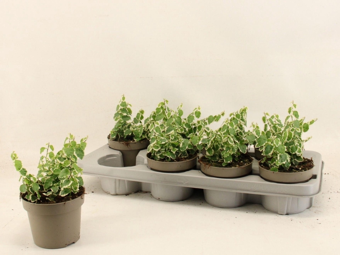 <h4>Ficus pumila Belle Sunny</h4>