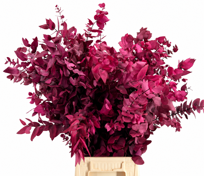 Euc. Stuart Preserved Cerise