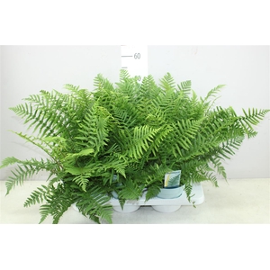 Dryopteris Affinis Tuinvaren