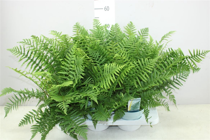 Dryopteris Affinis Tuinvaren