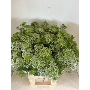 AMMI VISN GREEN MIST