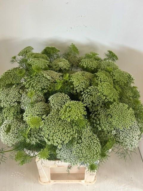 <h4>AMMI VISN GREEN MIST</h4>