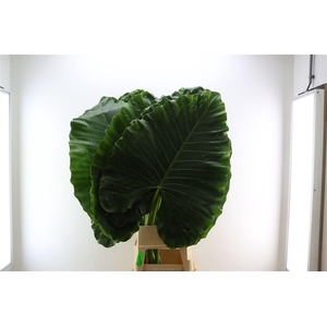 Alocasia Macrorrhizos