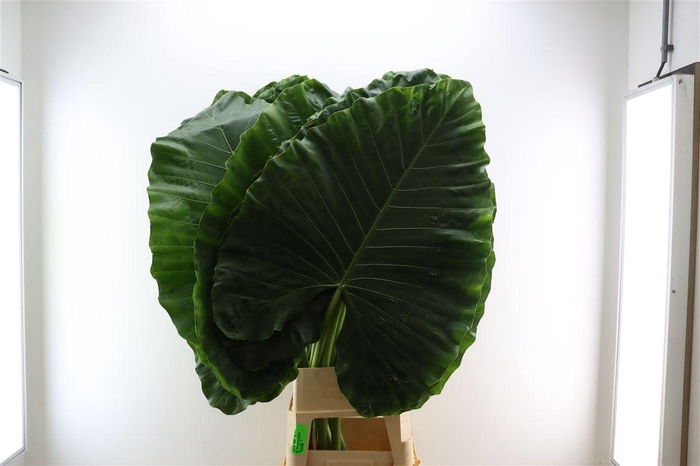<h4>Alocasia Macrorrhizos</h4>