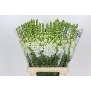 Antirrhinum Potomac Early White