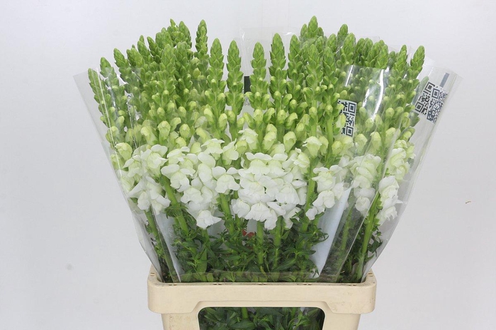 Antirrhinum Potomac Early White