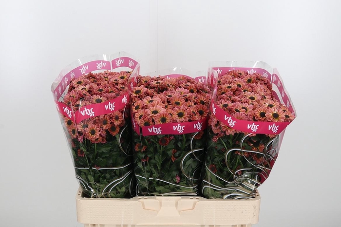 <h4>Chr S Yi Yan Smokey</h4>