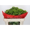 Hypericum Jungle Romance Spray