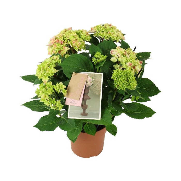 <h4>Hydrangea Macrophylla rose-wit Bicolor Roze 7+, beperkt leverbaar</h4>