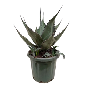 Agave   ...