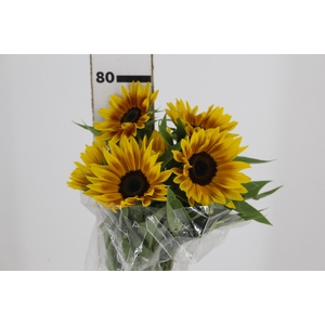 GIRASSOL ZIGGY 070 CM BICOLOR