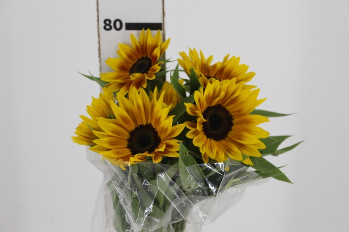 <h4>GIRASSOL ZIGGY 070 CM BICOLOR</h4>