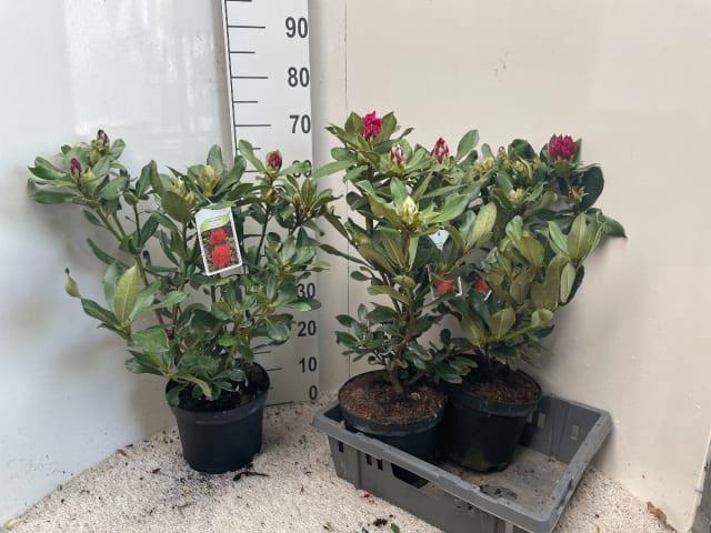 RHOD CAT NOVA ZEMBLA