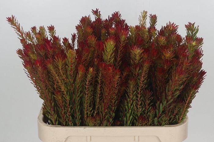 <h4>LEUCAD SAF SUNSET</h4>