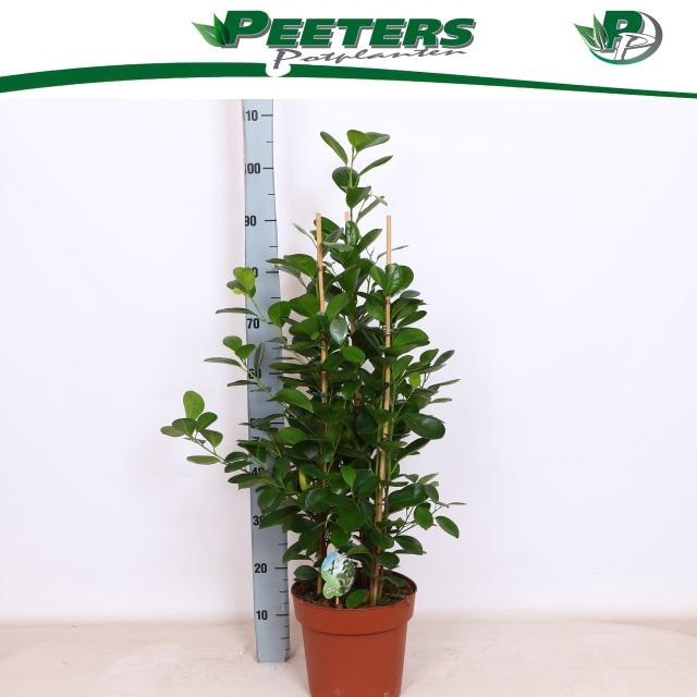 <h4>FIC MI MOCLAME</h4>