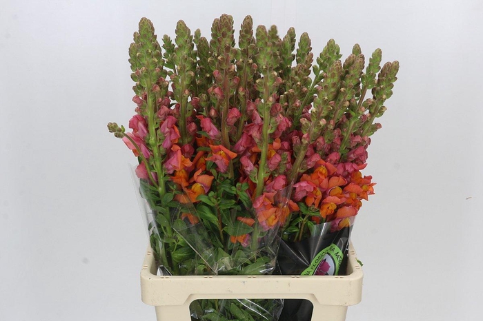 <h4>Antirrhinum Potomac Dark Orange</h4>