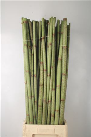 <h4>Polygonum Stokken</h4>