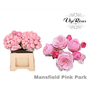 R TR PINK MANSFI PARK x20