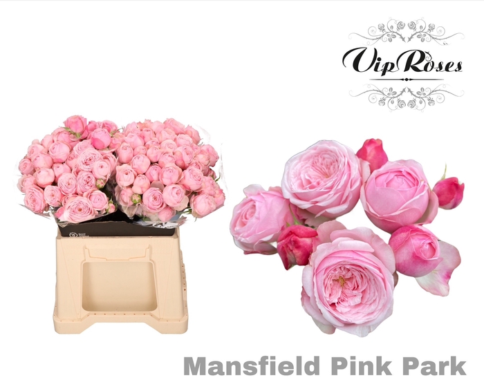 <h4>R TR PINK MANSFI PARK x20</h4>