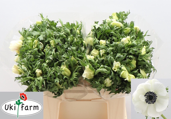 <h4>Anem Co Galil Wit</h4>