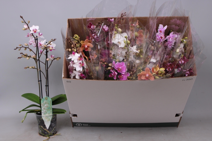 <h4>PHAL MF GEM 6 KL</h4>