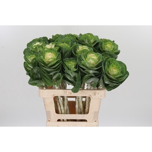 Brassica White Crane