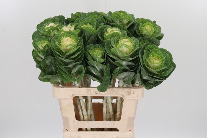 <h4>Brassica White Crane</h4>