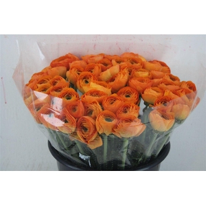 Ran Cloni Ex Lambada