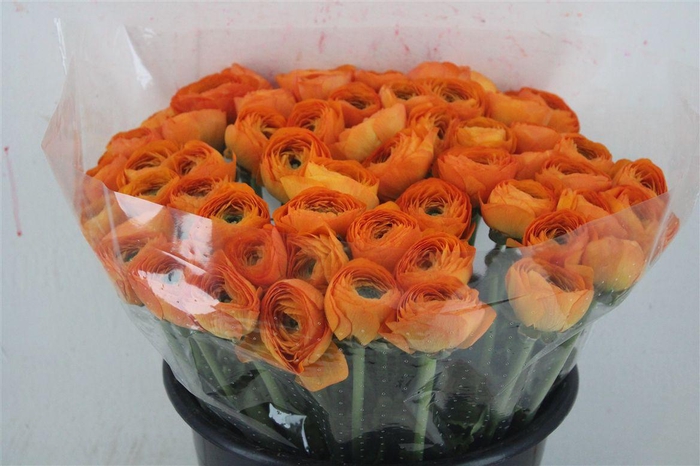 <h4>Ran Cloni Ex Lambada</h4>