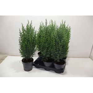 arr8 Juni Ch Stricta