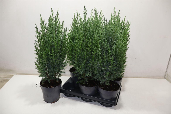 <h4>arr8 Juni Ch Stricta</h4>