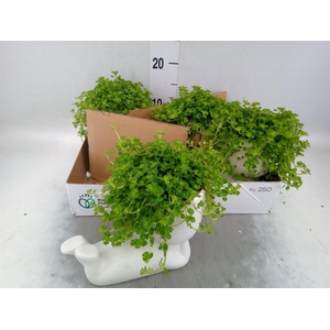 Arr.   Kamerplant Groen L%