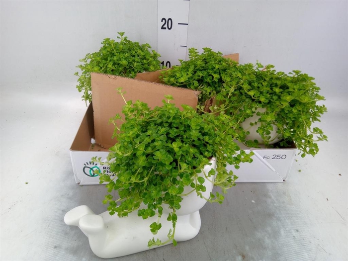 <h4>Arr.   Kamerplant Groen L%</h4>