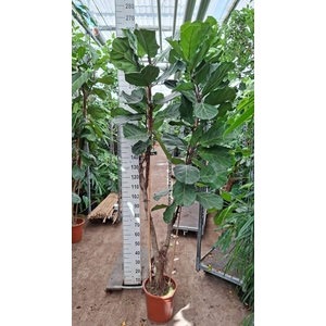 Ficus lyrata