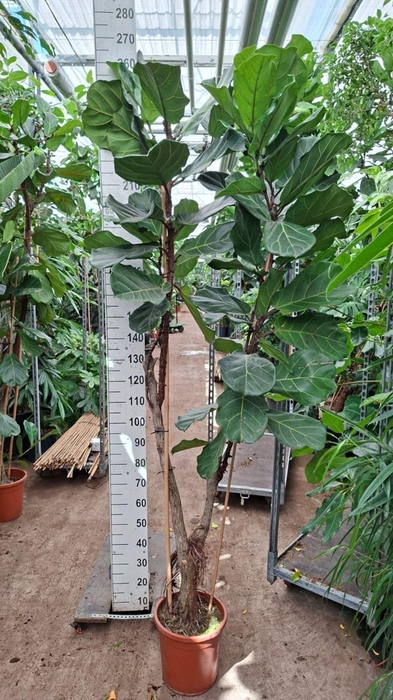 <h4>Ficus lyrata</h4>